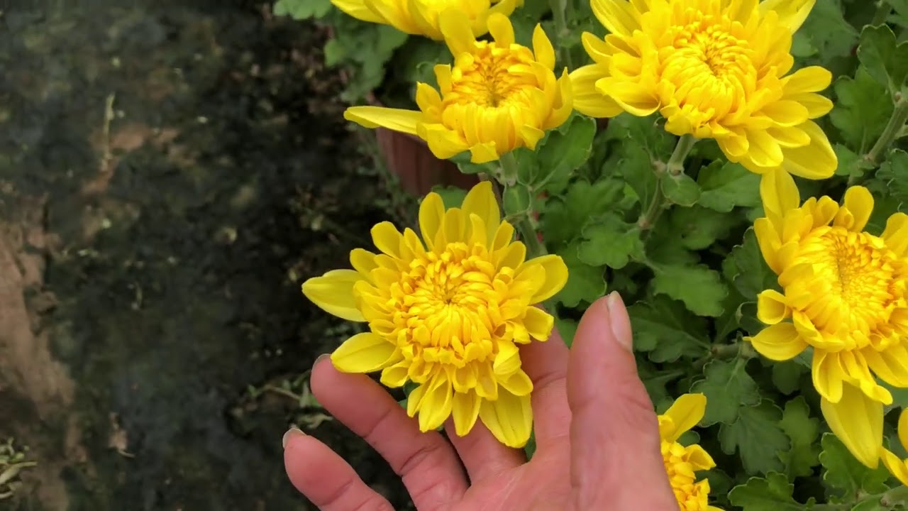 cách trồng hoa lan - https://www.youtube.com/watch?v=CY7TQ9v8ZX4
