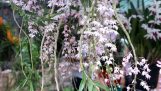 Lan hoàng thảo thập hoa – Dendrobium aduncum | Cách trồng và chăm sóc | Orchivi.com