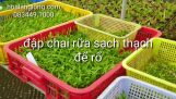 Cách trồng lan giống và phân bón cho cây lan mới ra chai mô | Orchivi.com