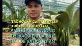Hướng dẫn lại cách trồng lan cattleya đơn giản hiệu qủa nhất Niệt Nam thích hợp mọi vùng miền | Orchivi.com