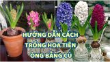 cách trồng hoa tiên ông bằng củ | Orchivi.com