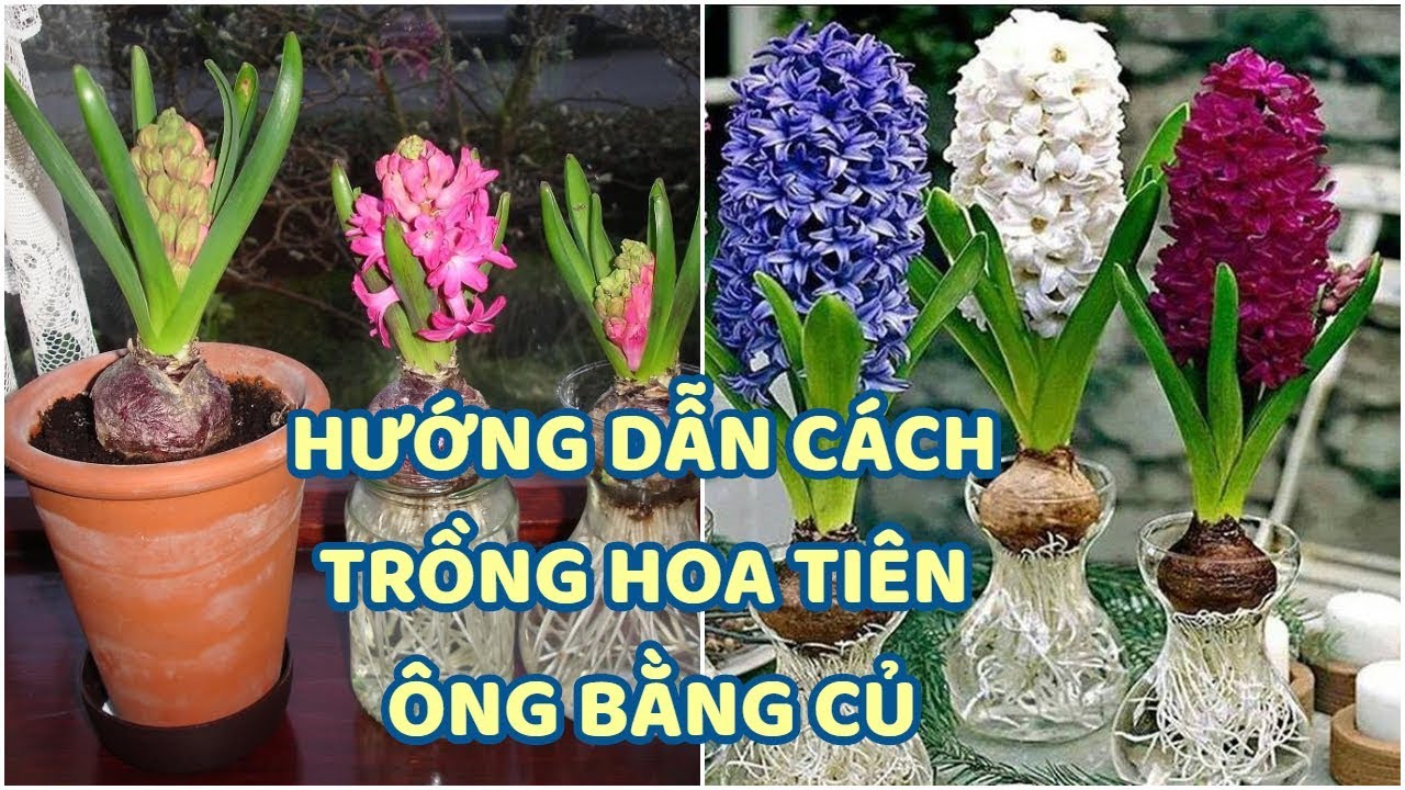 cách trồng hoa lan - https://www.youtube.com/watch?v=HByuIx-I8Dg