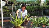 Cách trồng và chăm sóc hoa lan kiếm | Orchivi.com