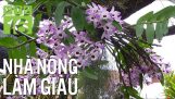 Cách chăm sóc để phong lan rừng ra hoa đẹp nhất | VTC16 | Orchivi.com