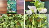 Cách trồng đậu Hà Lan từ hạt và trả lời các câu hỏi thường gặp | How to grow sugar snap peas | Orchivi.com