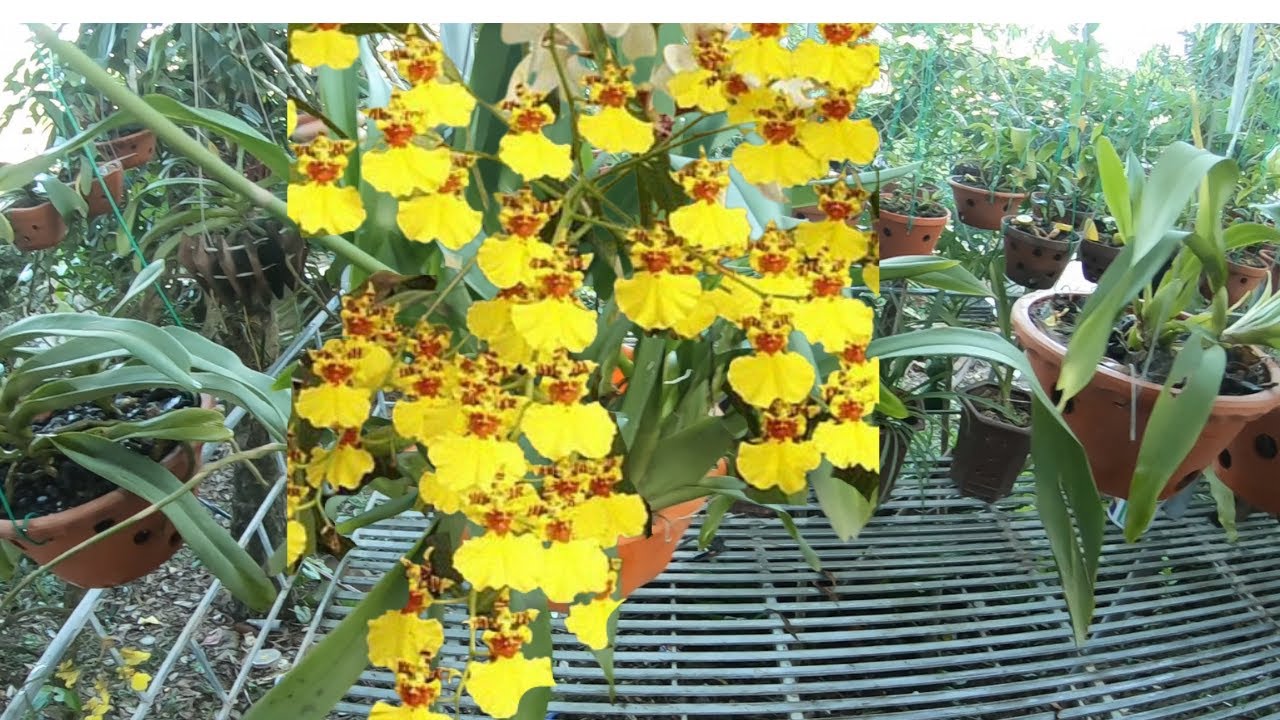 cách trồng hoa lan - https://www.youtube.com/watch?v=rnSJDj9h96E