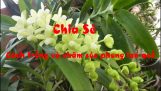 Chia sẻ cách trồng và chăm sóc phong lan quế | Lan đơn thân rễ gió | Orchivi.com