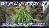 Hướng dẫn trồng lan Hài Vệ Nữ đơn giản. Lan phát triển tốt như trong rừng | Orchivi.com