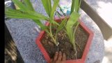 Cách trồng địa lan chu Đinh | Orchivi.com