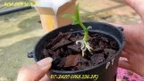 Cách trồng kie nhỏ vào chậu. Đt+Zalo 0768.236.279 | Orchivi.com