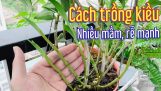 Cách trồng lan kiều tím đẻ nhiều, ra rễ mạnh rất dễ | Orchivi.com