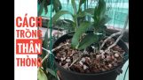 Cách trồng thân thòng||Trầm rồng đỏ||Hoa phong lan||longvu | Orchivi.com