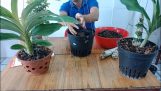 cách trồng lan thiên nga bằng than tổ ong | Orchivi.com