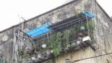 Cách trồng phong lan sân thượng. sơn cầm | Orchivi.com