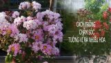 Cách trồng cây tường vi ra nhiều hoa | Orchivi.com