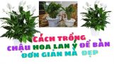 Italian orchids, instructions on how to plant Italy orchids | Orchivi.com