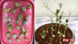 How to grow peas sprout after 3 days | Orchivi.com
