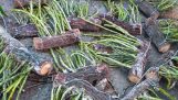 08/12-Bán phong lan Và chia sẻ cách trồng lan vào gỗ nhán rừng tốt nhất 0349.151.999 | Orchivi.com