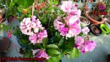 Chăm Sóc Cây Lan Tỏi Cho Nở Hoa Đẹp / Bignonia Floribunda Hort | Orchivi.com