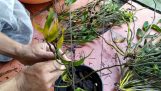 3 cách trồng lan hoàng thảo vạch đỏ | Orchivi.com