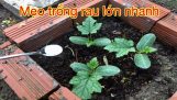Mẹo trồng rau lớn nhanh xanh tốt – Phần 1 | Orchivi.com