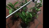 Cách trồng hoa lan denzo rất đơn giản khi mới mua về | Orchivi.com