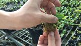 Cách trồng lan đai châu vào chậu – cách trồng đai châu vào chậu | Orchivi.com