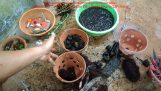 Cách trồng phong lan giã hạc vào chậu sa ! giã hạc di linh xuân | Orchivi.com