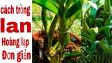 Cách trồng lan Hoàng lạp, sơn thủy tiên 291.#HoalanTuyenHa #sonthuytien | Orchivi.com