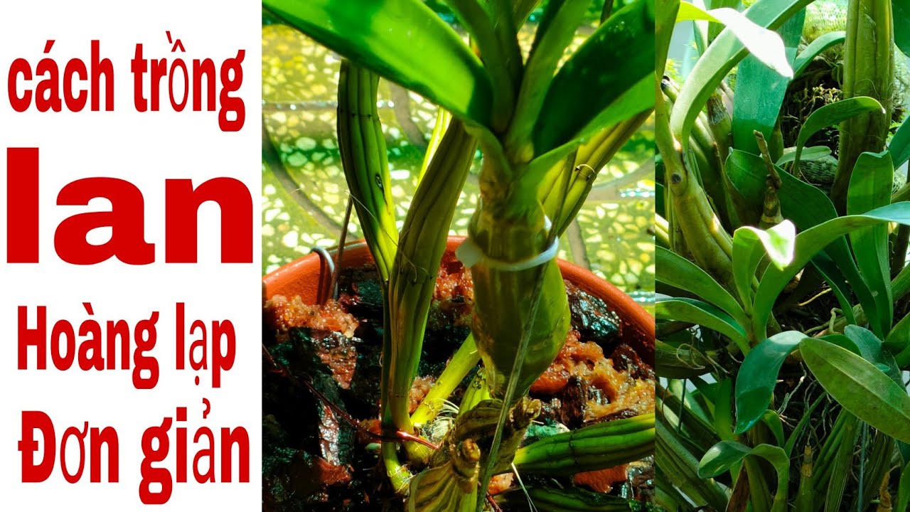7 Cách trồng lan Hoàng lạp, sơn thủy tiên 291.#HoalanTuyenHa #sonthuytien | Orchivi.com mới nhất