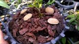 Cách trồng phong lan vào chậu không bị úng nước | Orchivi.com