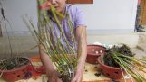 Cách trồng lan ngọc thạch. sơn cầm | Orchivi.com