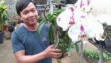 Cách trồng Hồ Điệp ghép gỗ lũa . Tác phẩm hoa lan nghệ thuật giá trị cao | Orchivi.com