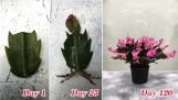 Tips to grow Christmas Cactus from cuttings, easy and fast | Orchivi.com