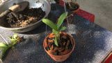 Hướng dẫn trồng phong lan dendro lúc mới chơi. | Orchivi.com
