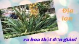 Có phải Địa lan không ra hoa ở xứ nóng? Chia sẻ cách trồng Địa lan để cho ra hoa thật đơn giản! | Orchivi.com