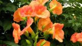 Cách trồng hoa đăng tiêu – Hình ảnh hoa đăng tiêu | Orchivi.com
