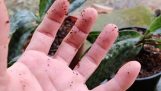 cách trồng,chăm sóc lan hài vân Nam, Bắc phát triển tốt | Orchivi.com