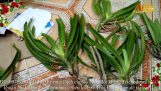 Sử lý phong lan Rừng (Đuôi Chồn) trước khi Trồng | Orchivi.com