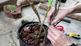How to grow Dendrobium wardianum, Orchids in Viet Nam. | Orchivi.com