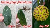 How to grow hoya from leaves, for hoya flower addicts | Orchivi.com