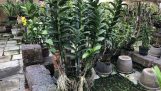 Chia sẻ cách trồng chậu Lan Dendro Khủng như hình – KNN | Orchivi.com