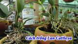 Cách trồng Lan Cattleya đơn giản | Orchivi.com