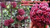 Cách làm lan cẩm cù ra hoa – cách chăm sóc lan cẩm cù ra nhiều hoa | Orchivi.com