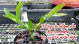 Cách trồng hoa lan dendro cho người mới chơi #hoalan #landendro #hoaphonglan #cáchtrồnglan | Orchivi.com