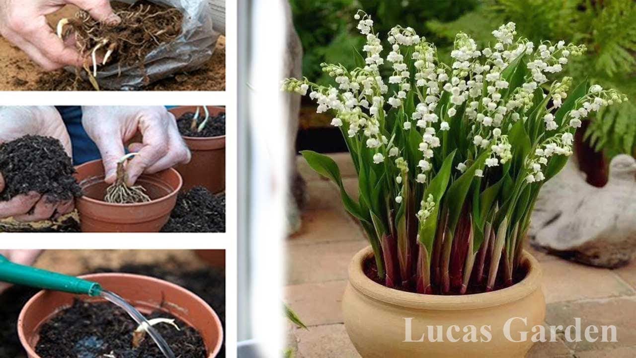 cách trồng hoa lan - https://www.youtube.com/watch?v=lUNZLwMI8VE