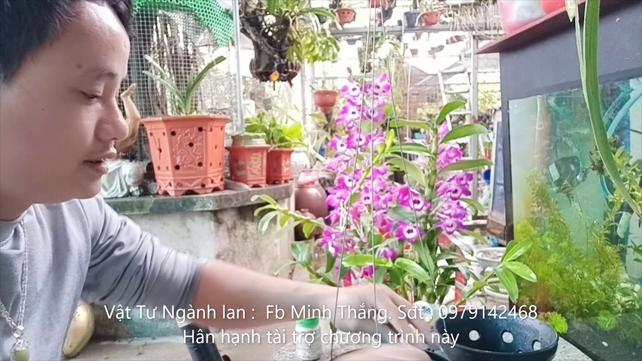 cách trồng hoa lan - https://www.youtube.com/watch?v=HWgLTGcc8vQ