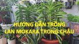Hướng dẫn trồng lan Mokara trong chậu | Orchivi.com