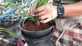 hướng dẫn cách trồng chăm sóc lan kiếm (địa lan) lan phong thuỷ.mang niềm may mắn đến gia đình | Orchivi.com