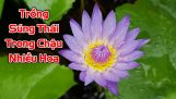 Cách trồng súng Thái trong chậu ra nhiều hoa. | Orchivi.com